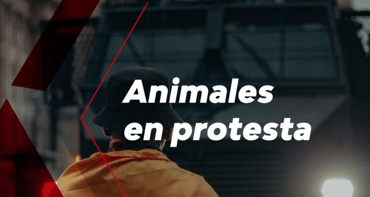9 datos sobre el Proyecto de Ley de Animales en Protesta