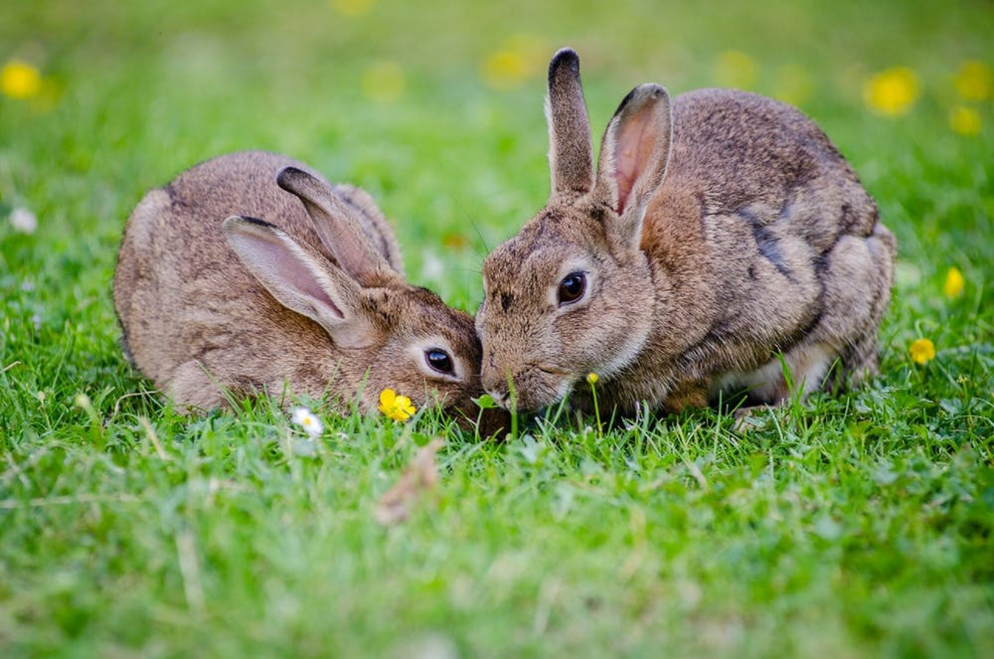 european-rabbits-bunnies-grass-wildlife