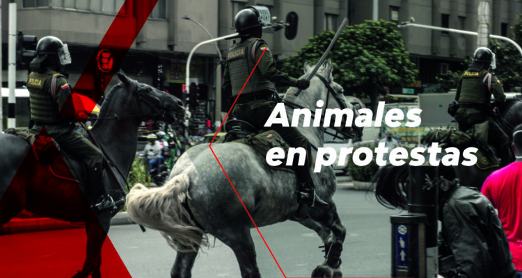 Animales en protestas